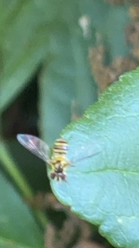 Unknown species found near Bellaire, TX 77401, USA