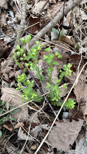 Euphorbia commutata, photograph 5