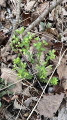 (c) diana schwartz, some rights reserved (CC BY) Euphorbia commutata, photograph (c) diana schwartz, some rights reserved (CC BY)