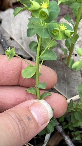 Euphorbia commutata, photograph 6