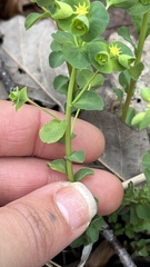 Euphorbia commutata, photograph (c) diana schwartz, some rights reserved (CC BY)