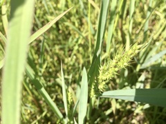 Echinochloa crus-pavonis