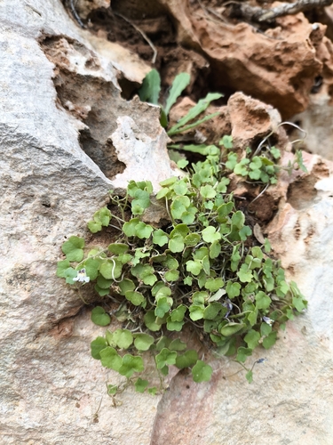 Lance-leaved Cancerwort (Cymbalaria acutiloba)