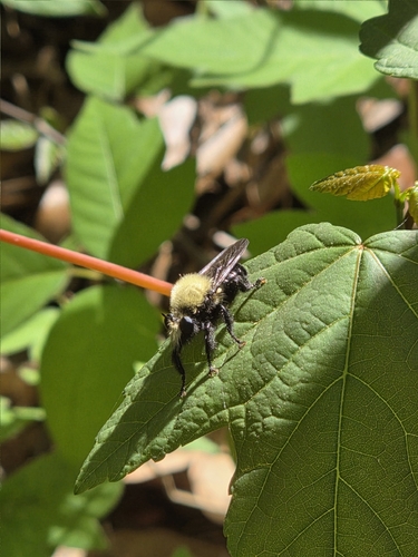 Unknown species found near Covington County, US-AL, US