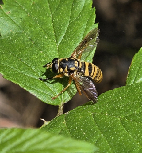 Unknown species found near Covington County, US-AL, US