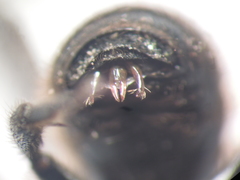 Osmia caerulescens