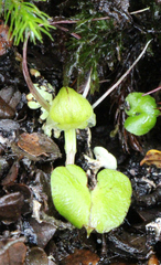 Corybas walliae