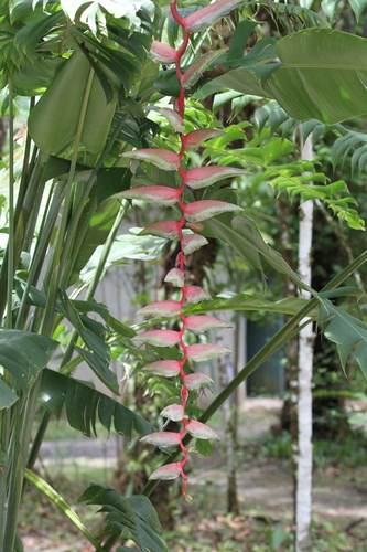 pink flamingo heliconia (Heliconia chartacea)