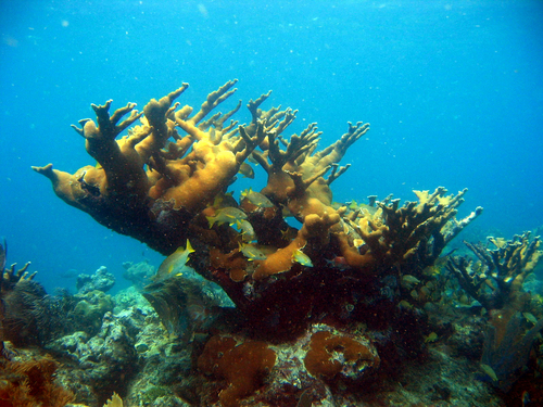 Photo of Elkhorn coral (Acropora palmata)