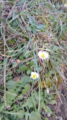 Bellis perennis