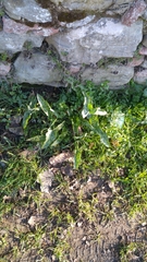 Arum italicum
