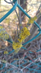 Xanthoria parietina