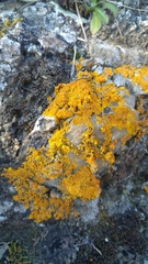 Fungi