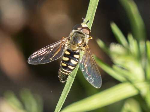 Unknown species found near Butte County, CA, USA