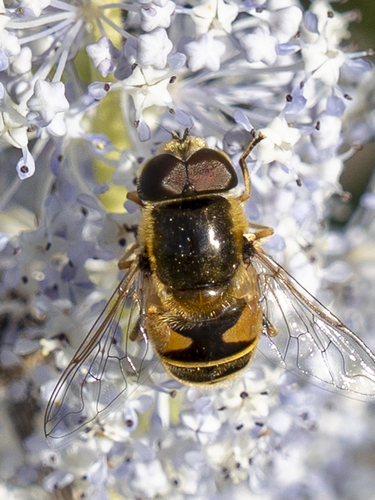 Unknown species found near Butte County, CA, USA