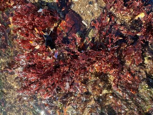 Alsidium seaforthii observed 2026-03-21