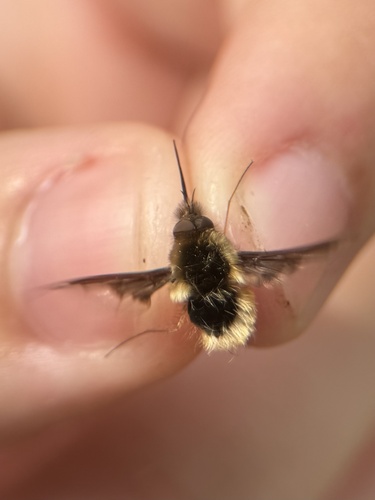 Unknown species found near John J. Radcliffe Conservation Area, South Chesterfield, VA, US