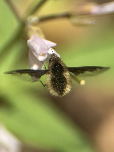 Unknown species found near John J. Radcliffe Conservation Area, South Chesterfield, VA, US