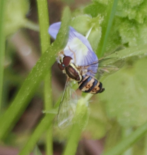Unknown species found near Blount County, TN, USA