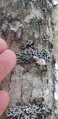 Hypogymnia incurvoides