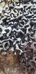 Hypogymnia incurvoides