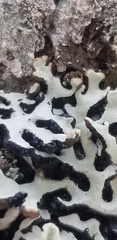 Hypogymnia incurvoides