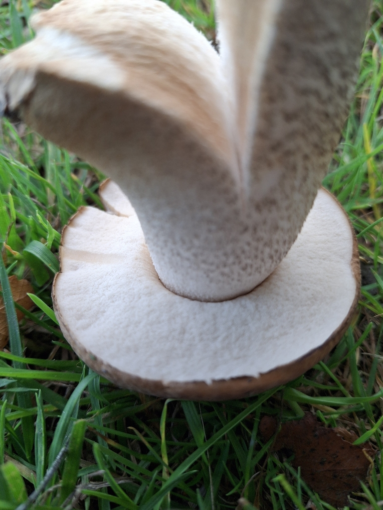 Leccinum scabrum · March 2026 · photo: © melwhiting (iNaturalist, cc-by)