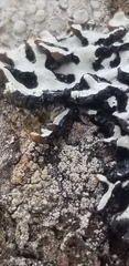 Hypogymnia incurvoides