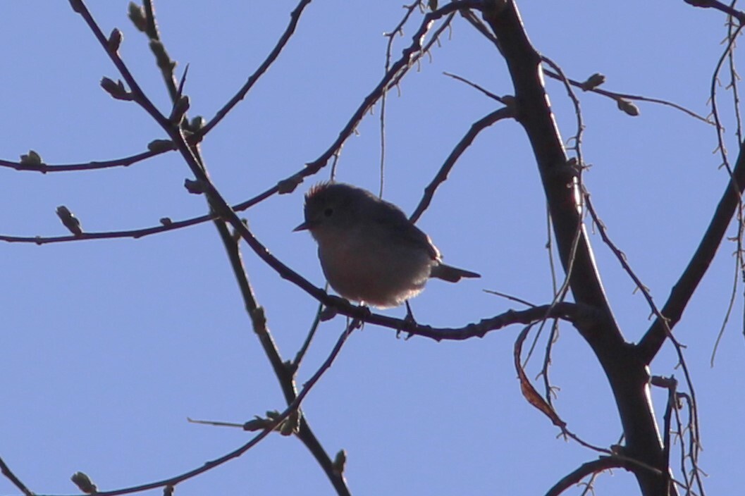 Lucy's Warbler (Leiothlypis luciae), photo 6