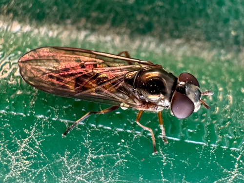 Unknown species found near King County, US-WA, US