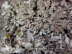 Phaeophyscia hispidula