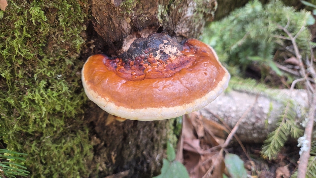 Fomitopsis mounceae · March 2026 · photo: © softshade (iNaturalist, cc0)