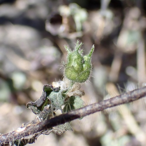 Thurber's False Velvetleaf (Pseudabutilon thurberi)