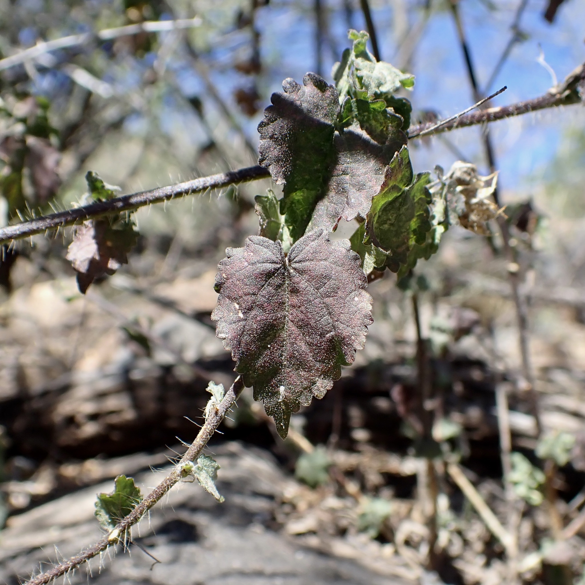 Pseudabutilon thurberi (A.Gray) Fryxell 2