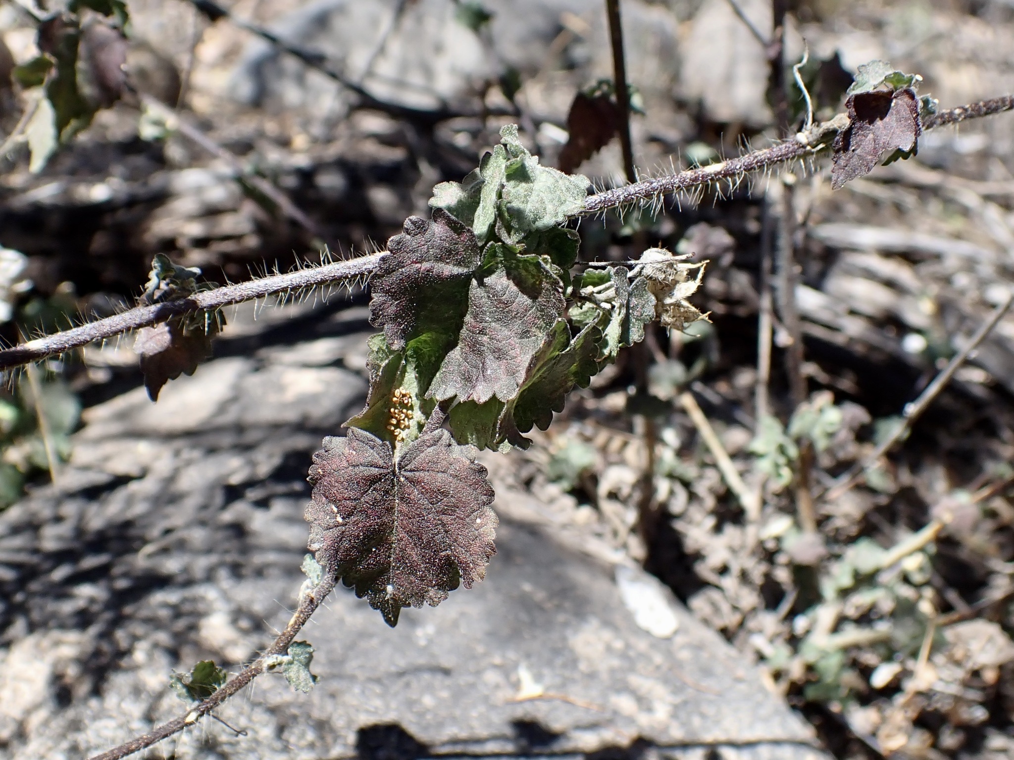 Pseudabutilon thurberi (A.Gray) Fryxell 3