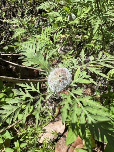 Unknown species found near Bill Baggs Cape Florida State Park, Key Biscayne, FL, US