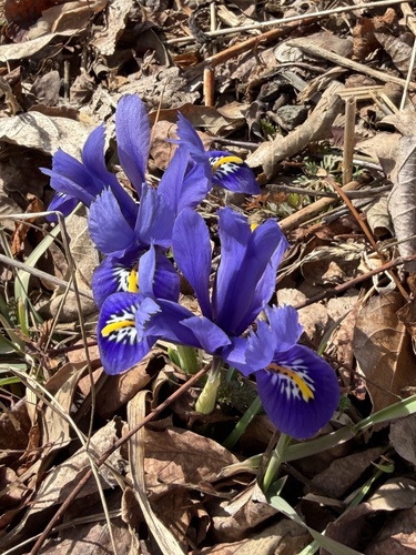 Netted Iris (Iris reticulata)