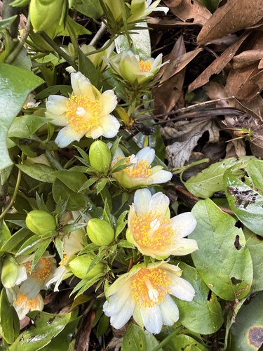 Barbados gooseberry