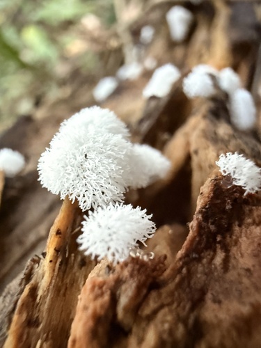 Common Coral Slime