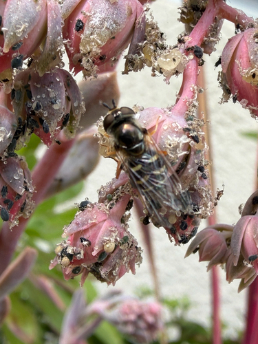Unknown species found near Woodcreek Oaks Blvd, Roseville, CA, US