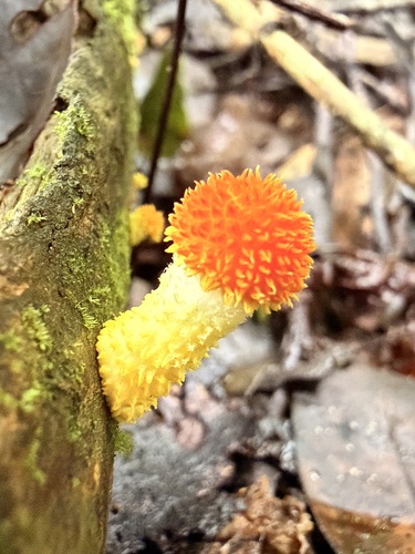 Golden-scruffy Collybia