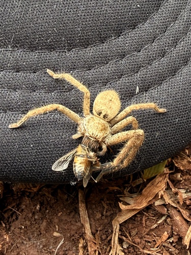 Polybetes rapidus