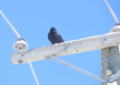 Corvus brachyrhynchos