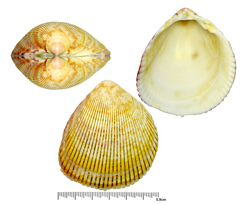 Acrosterigma burchardi