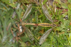 Nephrotoma appendiculata