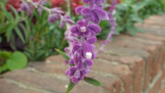 Salvia leucantha