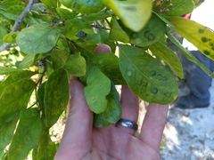 Pithecellobium keyense