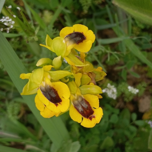 Yellow Bee-orchid
