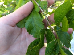 Pithecellobium keyense