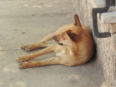 Canis familiaris